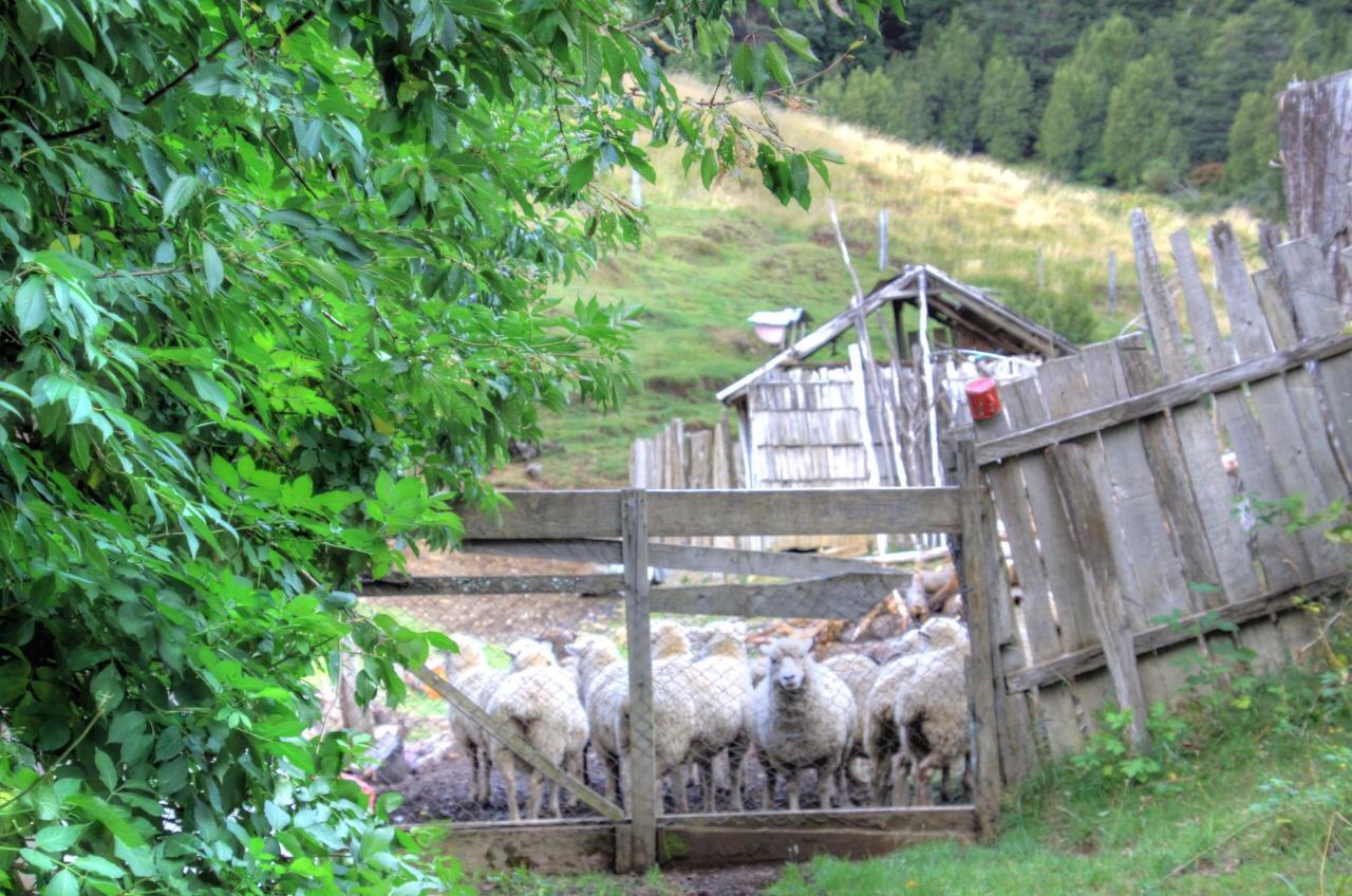 Turismo Rural Los Alpes Futaleufú エクステリア 写真